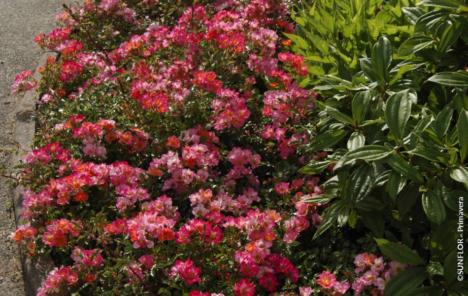 ©SUNFLOR - Primavera